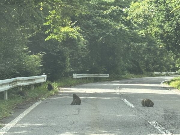 女神湖給油所へ行く途中にサルの群れに遭遇した際の画像。道路半分まで飛び出て食事中の様子。